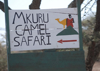 Mkuru Camel Safari